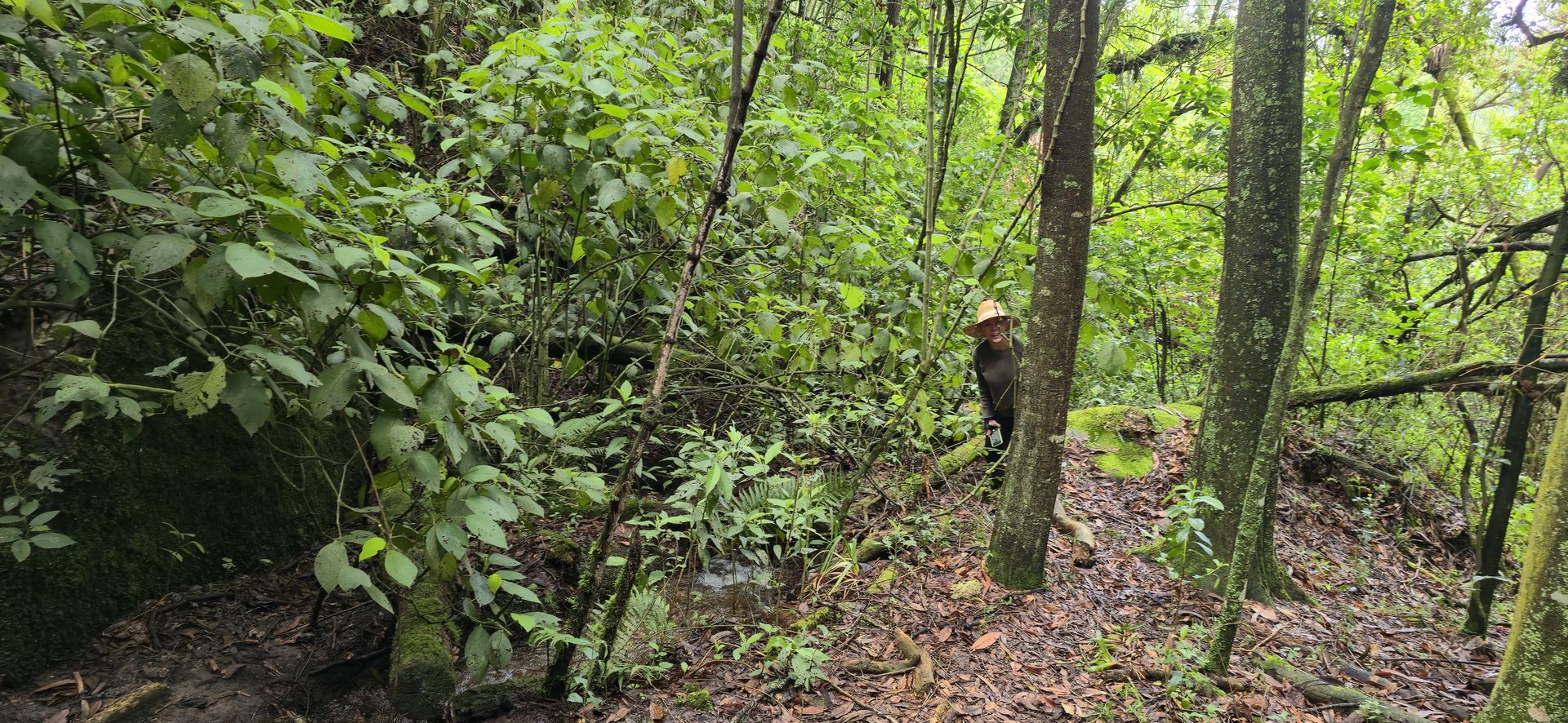 Sendero en el bosque de Subachoque